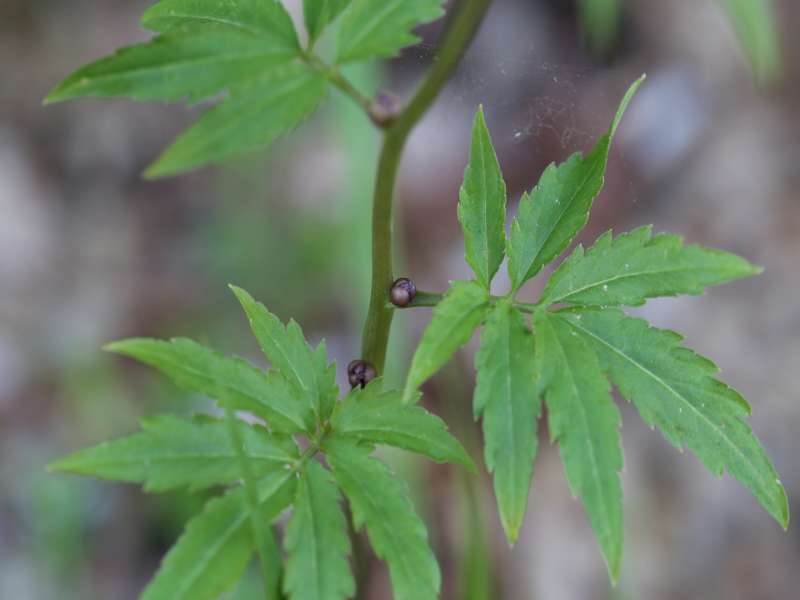 Cardamine bulbifera